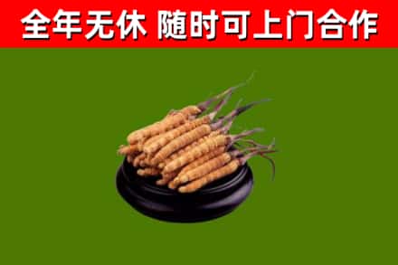 红安回收冬虫夏草