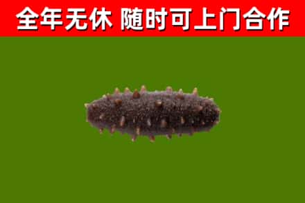 红安回收海参干